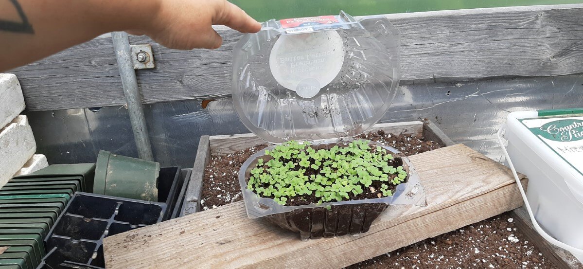 A plastic clamshell with microgreen sprouts.