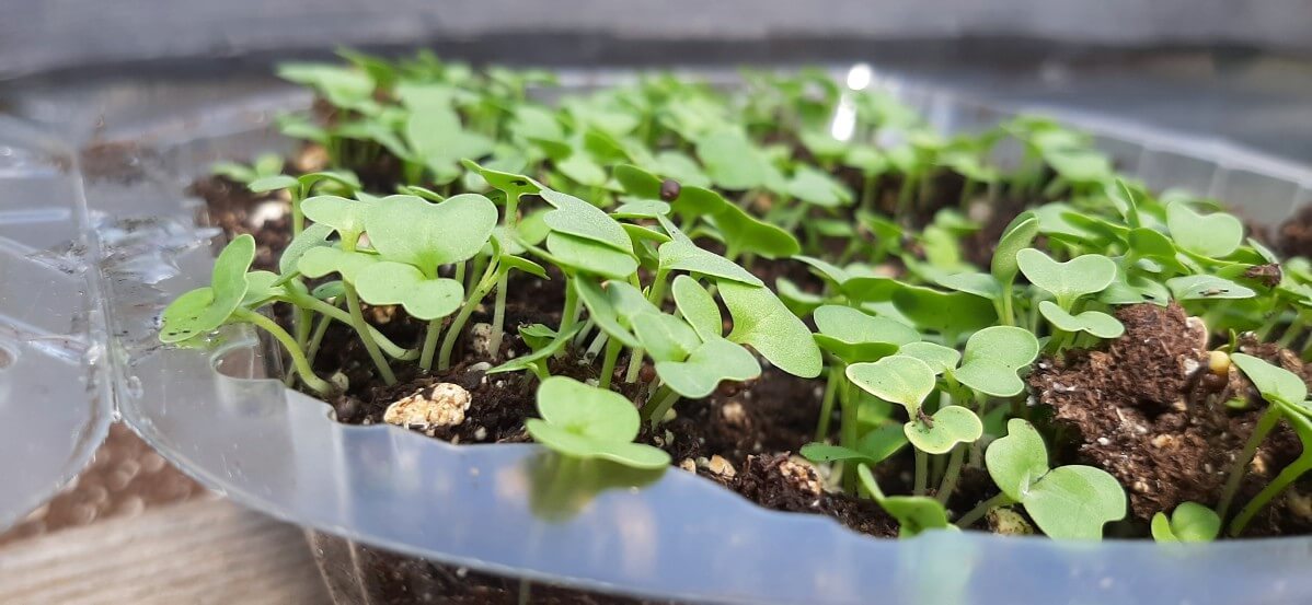 Inch tall microgreens growing in soil.