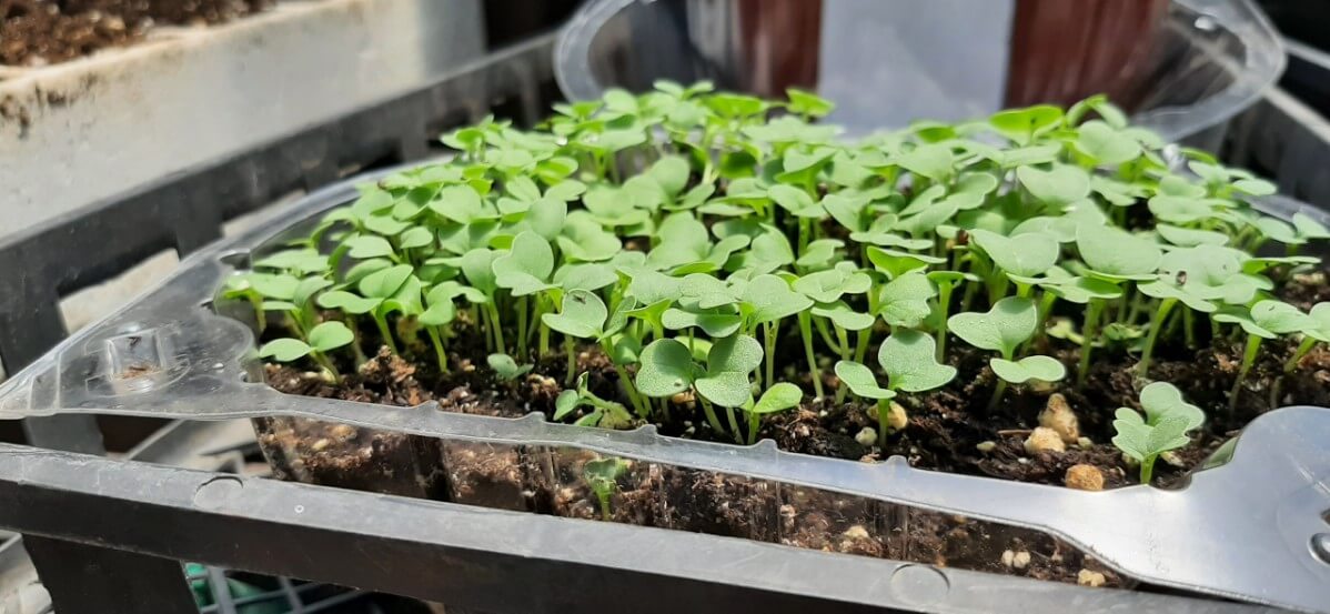 Day 8th growth microgreens 1.5 inches tall.