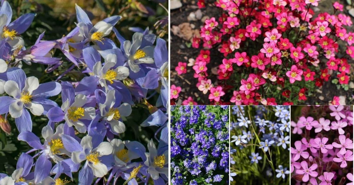 14 Part-Shade Perennials To Spruce Up The Landscape