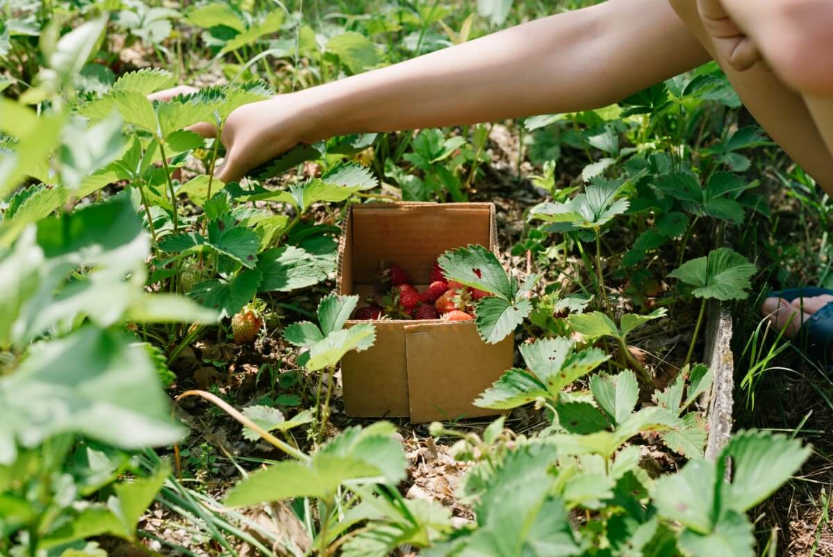 Picking Strawberries