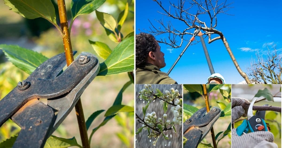 Tree pruning mistakes demonstrated.