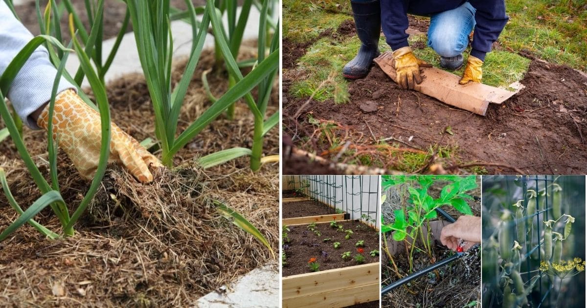 Raised bed gardening mistakes collage photo featuring gardening activities in raised bed.