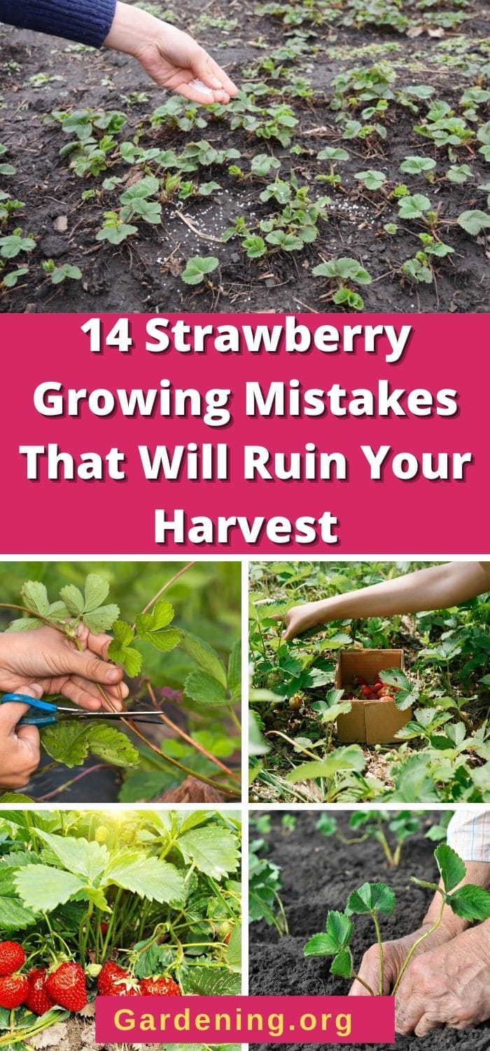 14 Strawberry Growing Mistakes That Will Ruin Your Harvest - Gardening