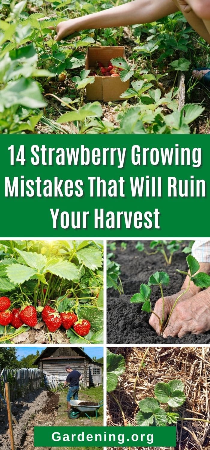 14 Strawberry Growing Mistakes That Will Ruin Your Harvest - Gardening