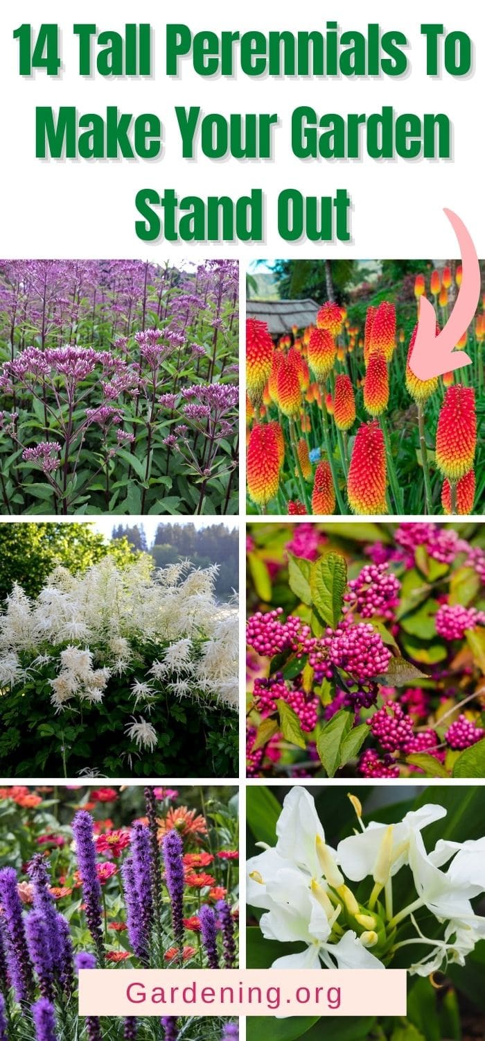 14 Tall Perennials To Make Your Garden Stand Out - Gardening