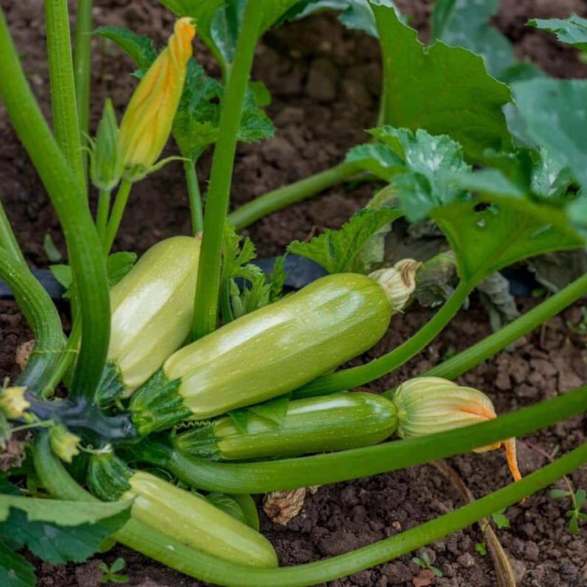 zucchini plant in pot