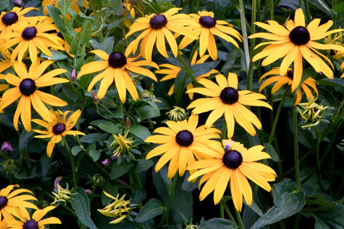 black eyed Susan flowers in bloom