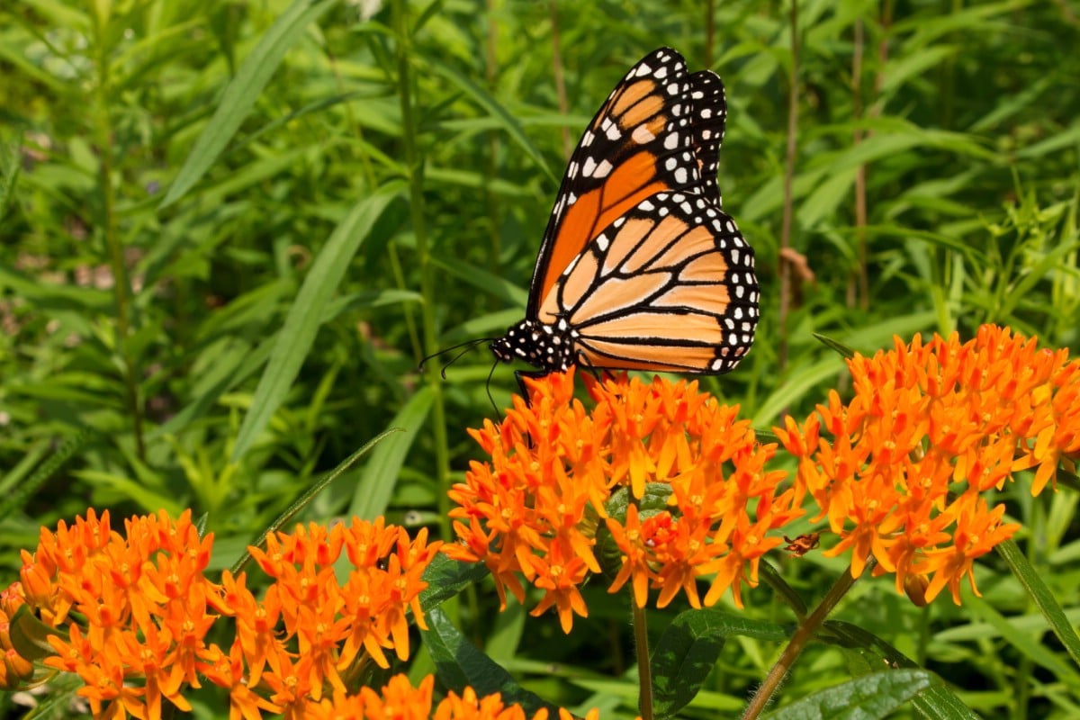 monarch butterfly on butterfly weed flowers