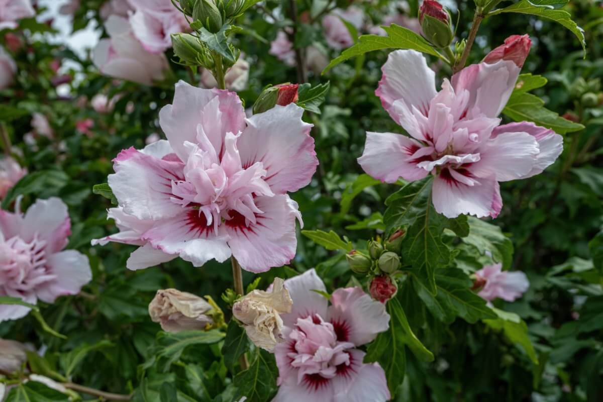 pink rose of Sharon flowers with darker pink centers