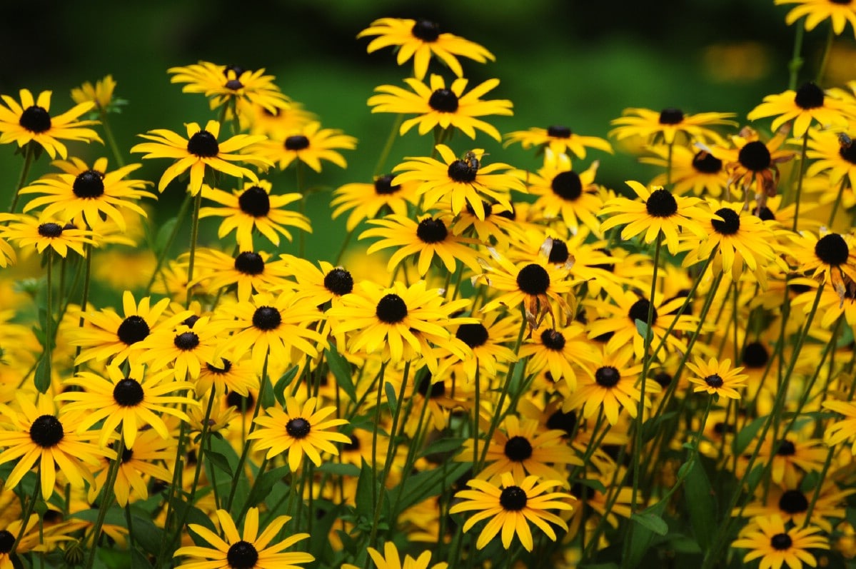 mass of black eyed susan flowers in bloom