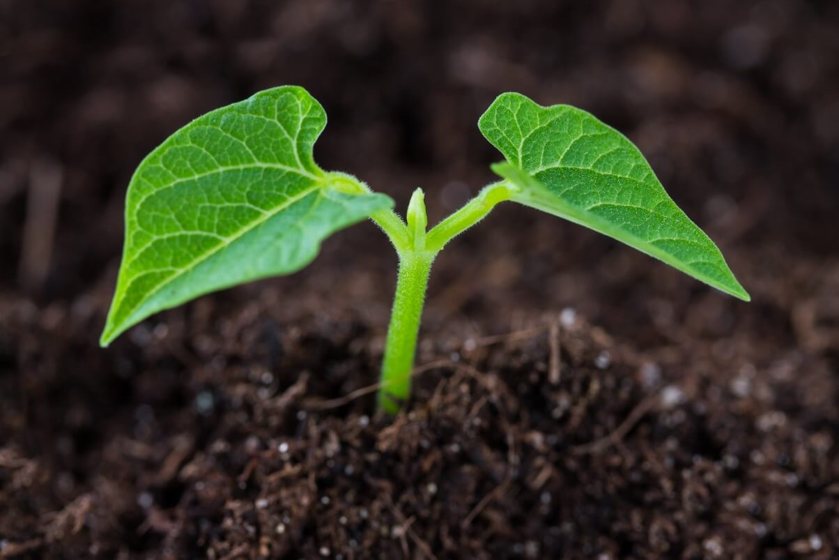 sprouting green bean plants