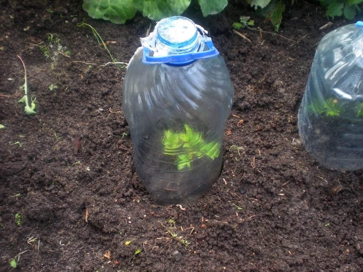 Outdoor mini greenhouse made out of plastic jugs