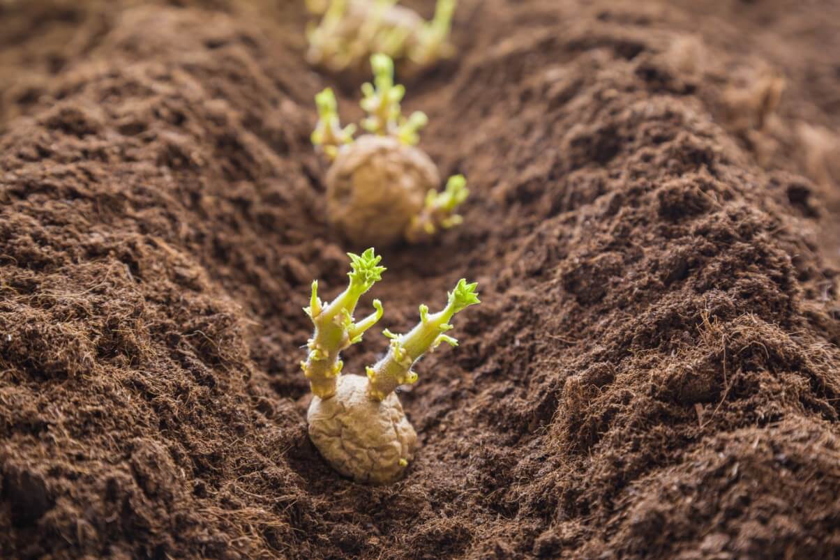small sprouting potatoes planted in a trench