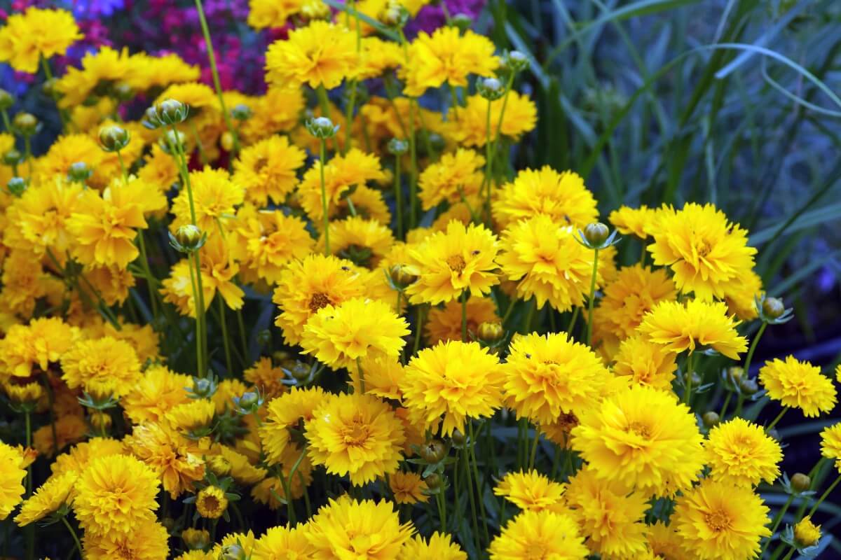abundant bright yellow tickseed flowers