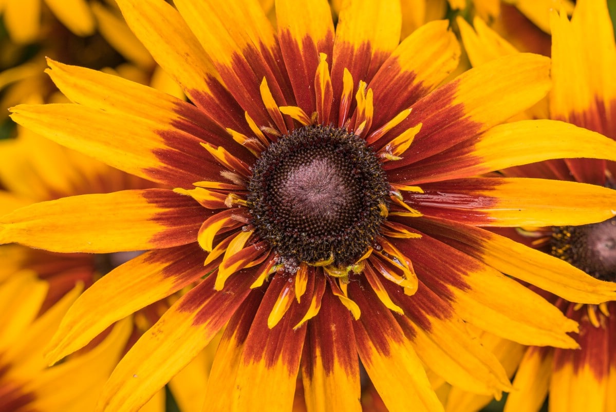 close up of black eyed susan flower