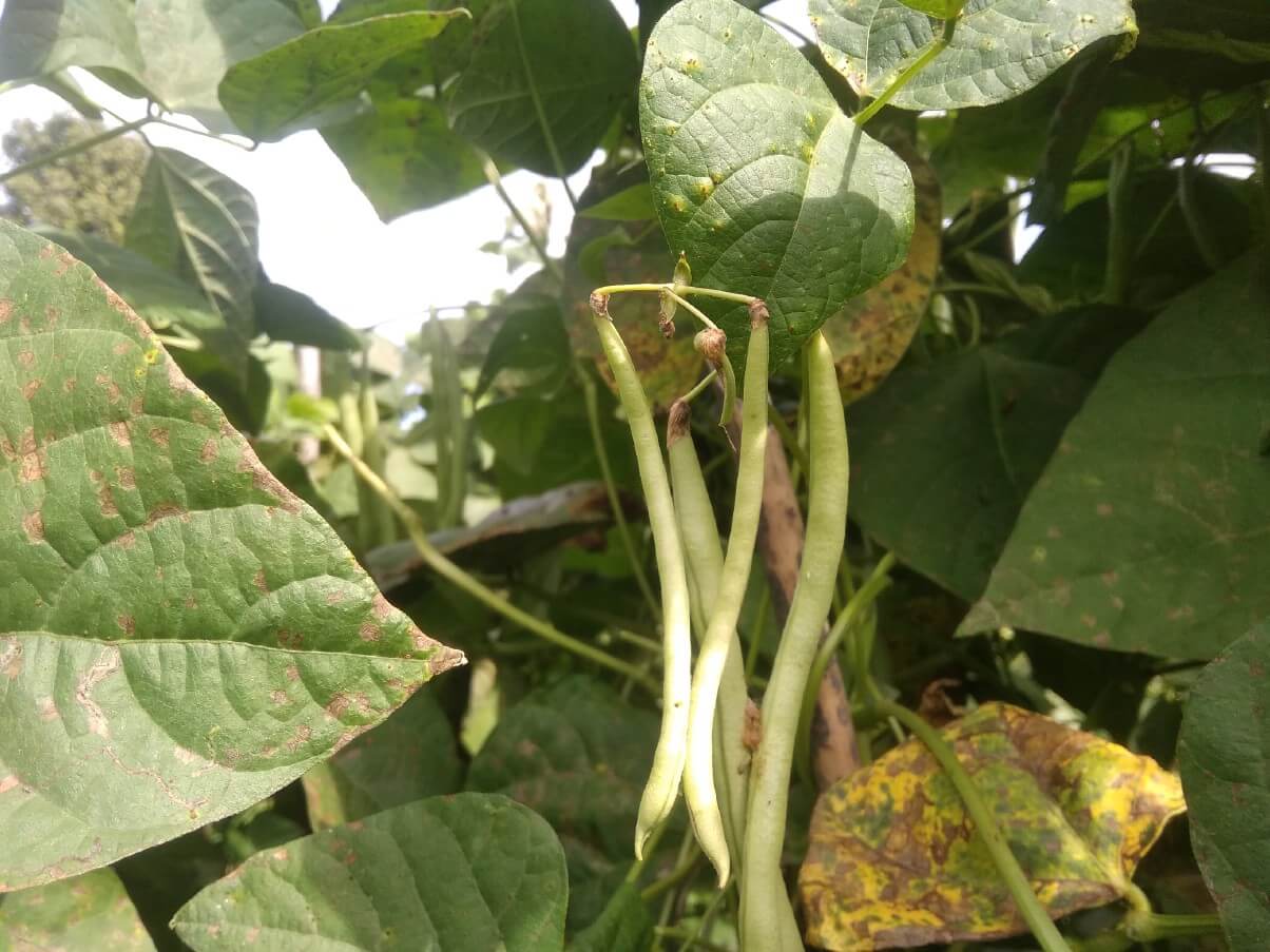 green bean plant showing disease