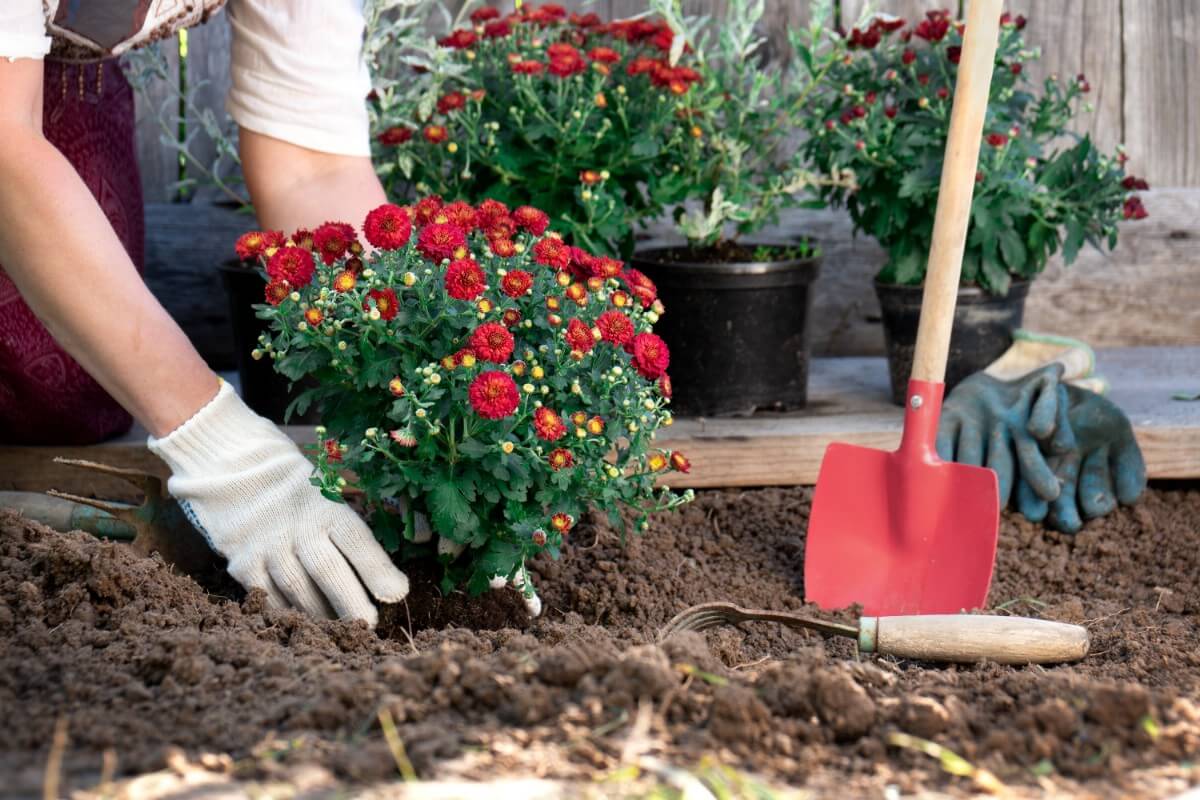 red mums being planted in the ground by red shovel