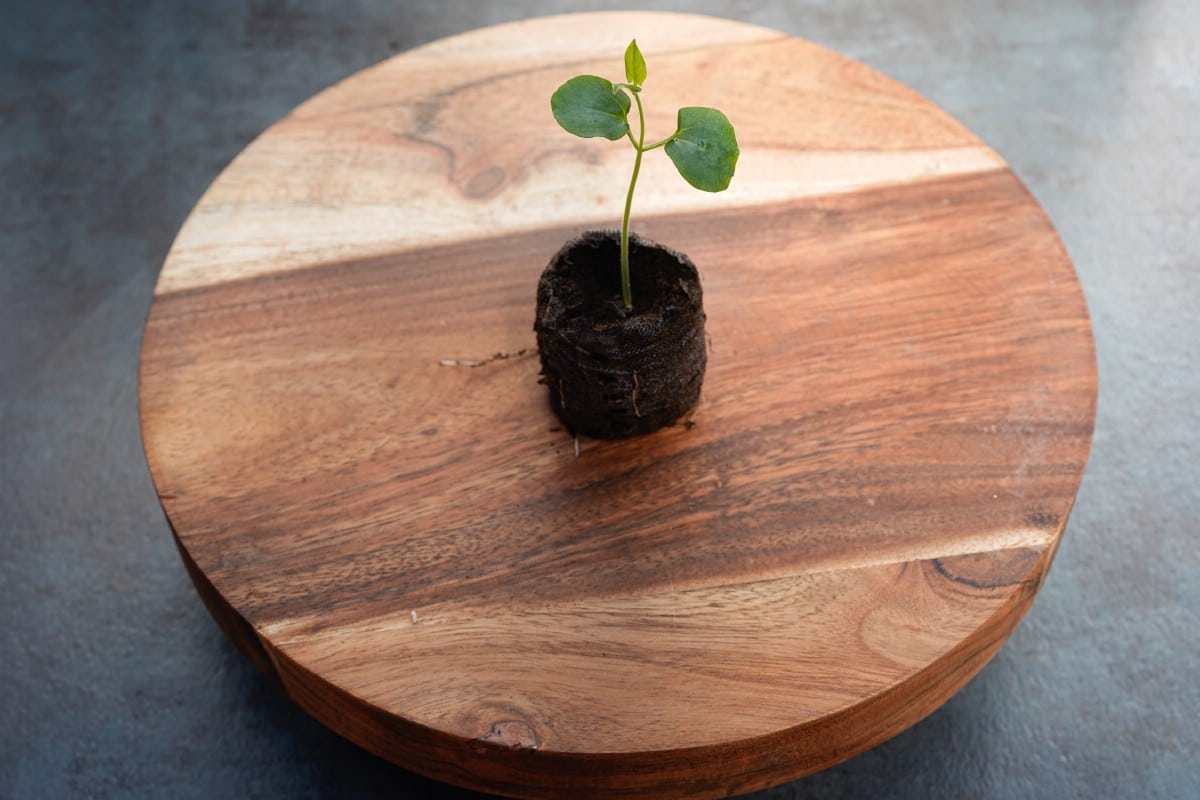 black eyed susan seedling on round wood block