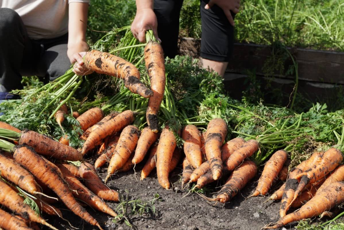 people holding two large, bent carrots