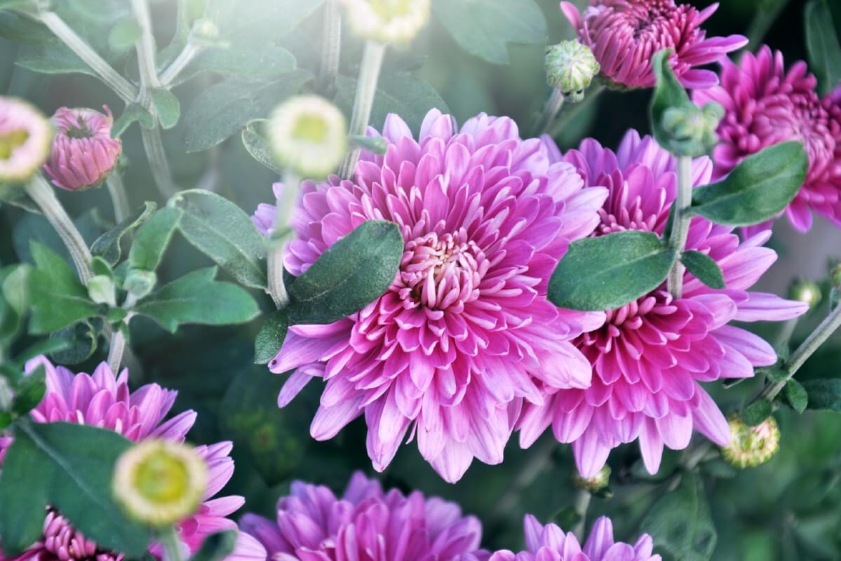 purple mum flowers closeup