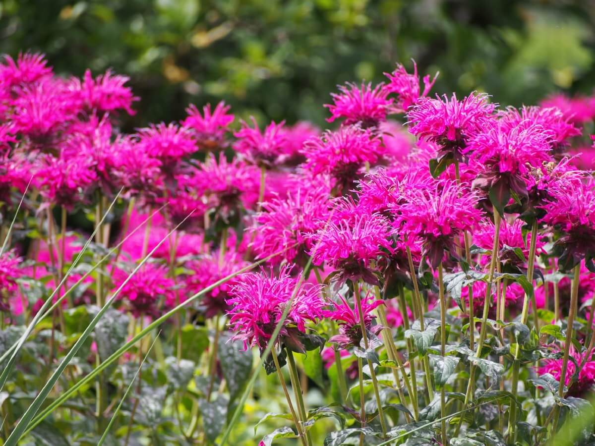 bright pink bee balm in bloom