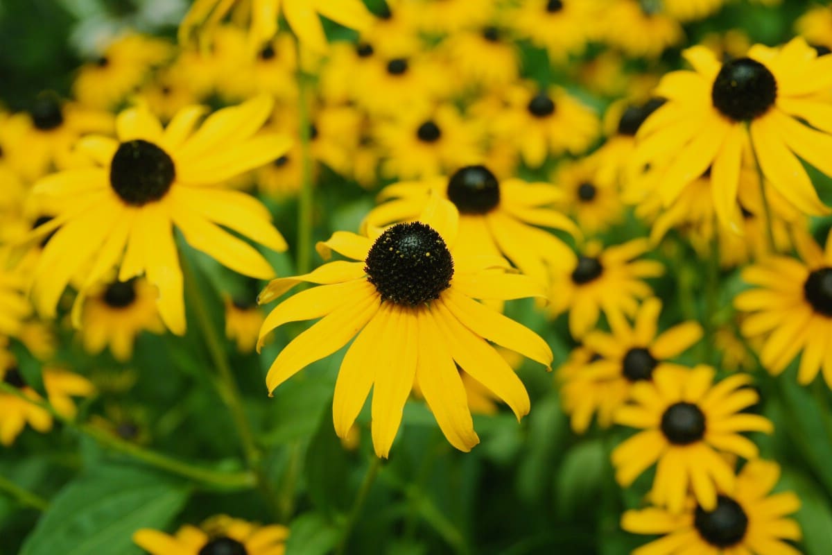 black eyed susan flowers