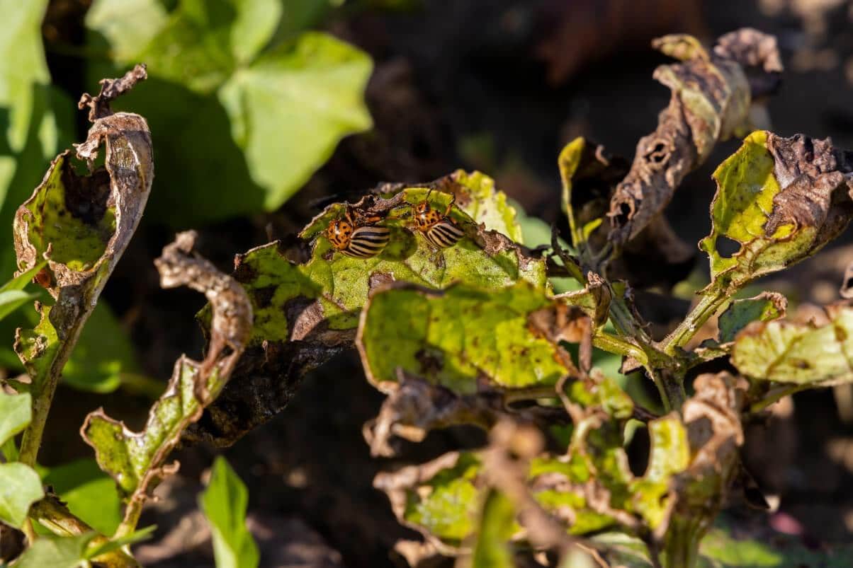 potato beetles on dying potato foliage