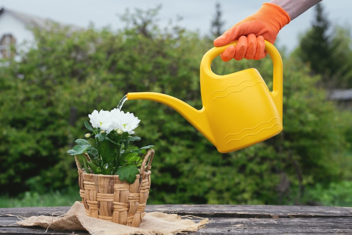 watering chrysanthemum plant