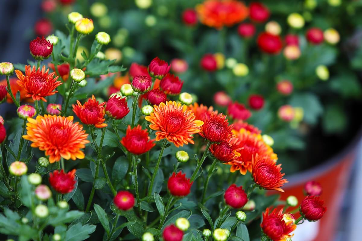 mums in bloom red and yellow