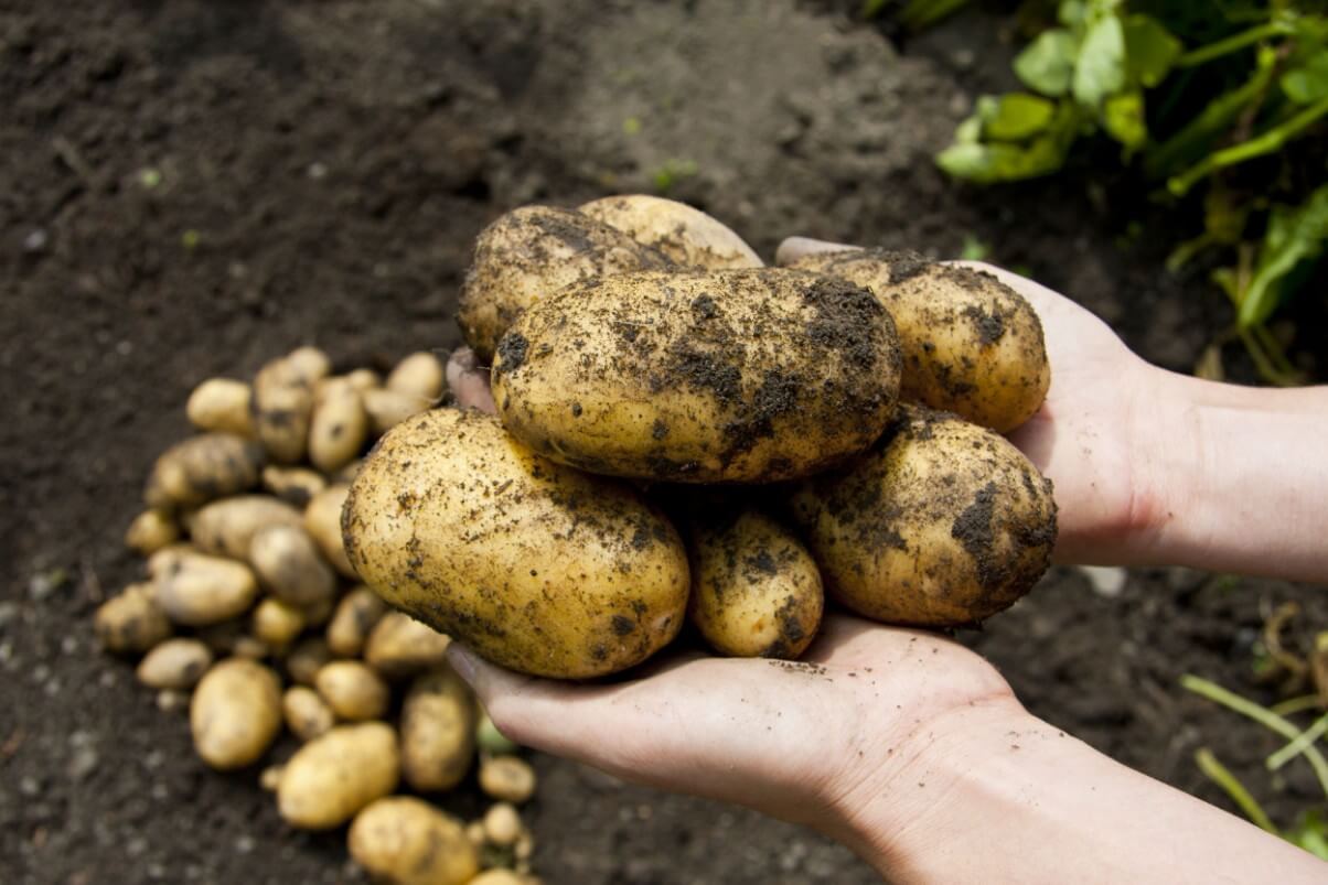large potatoes held in hands above smaller potatoes