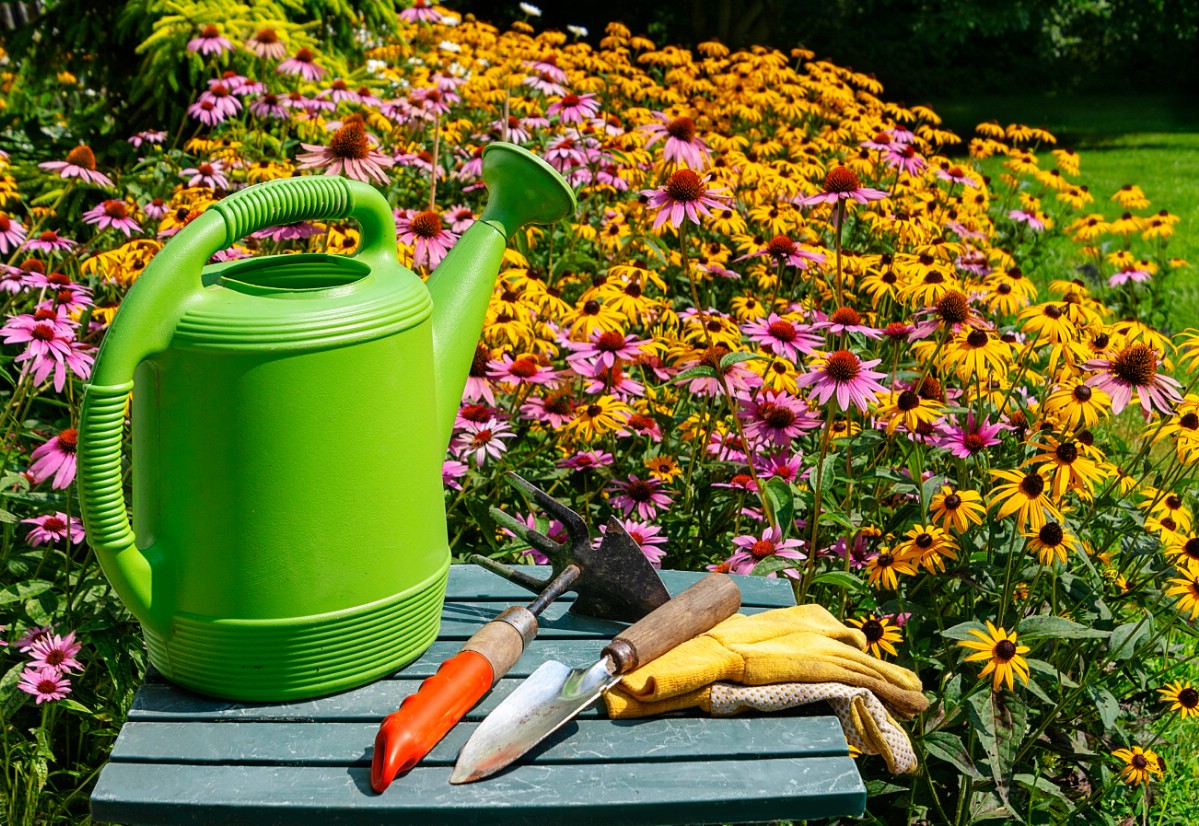 watering can near black eyed susan flowers