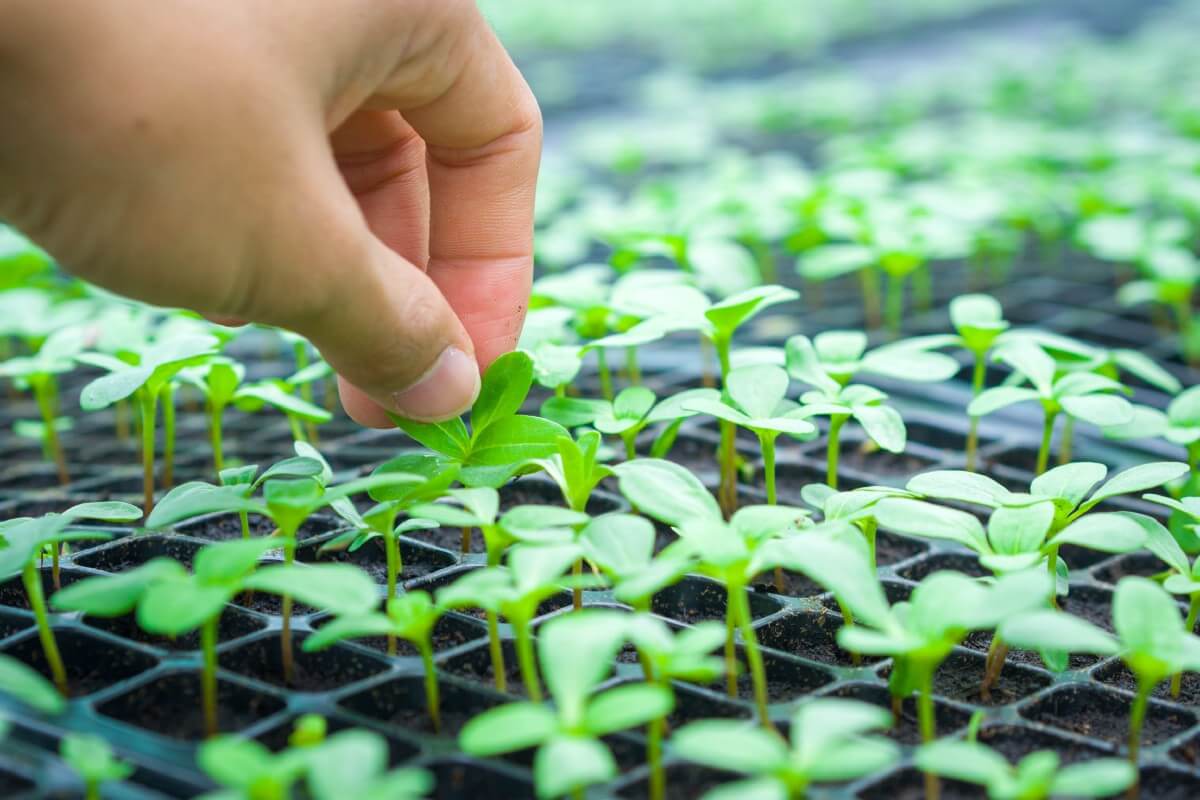 small seedling being picked up by hand