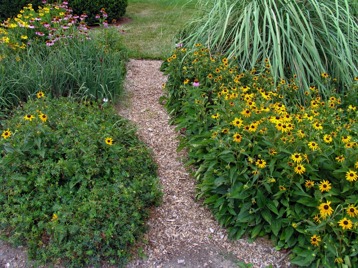 black eyed susans lining garden path