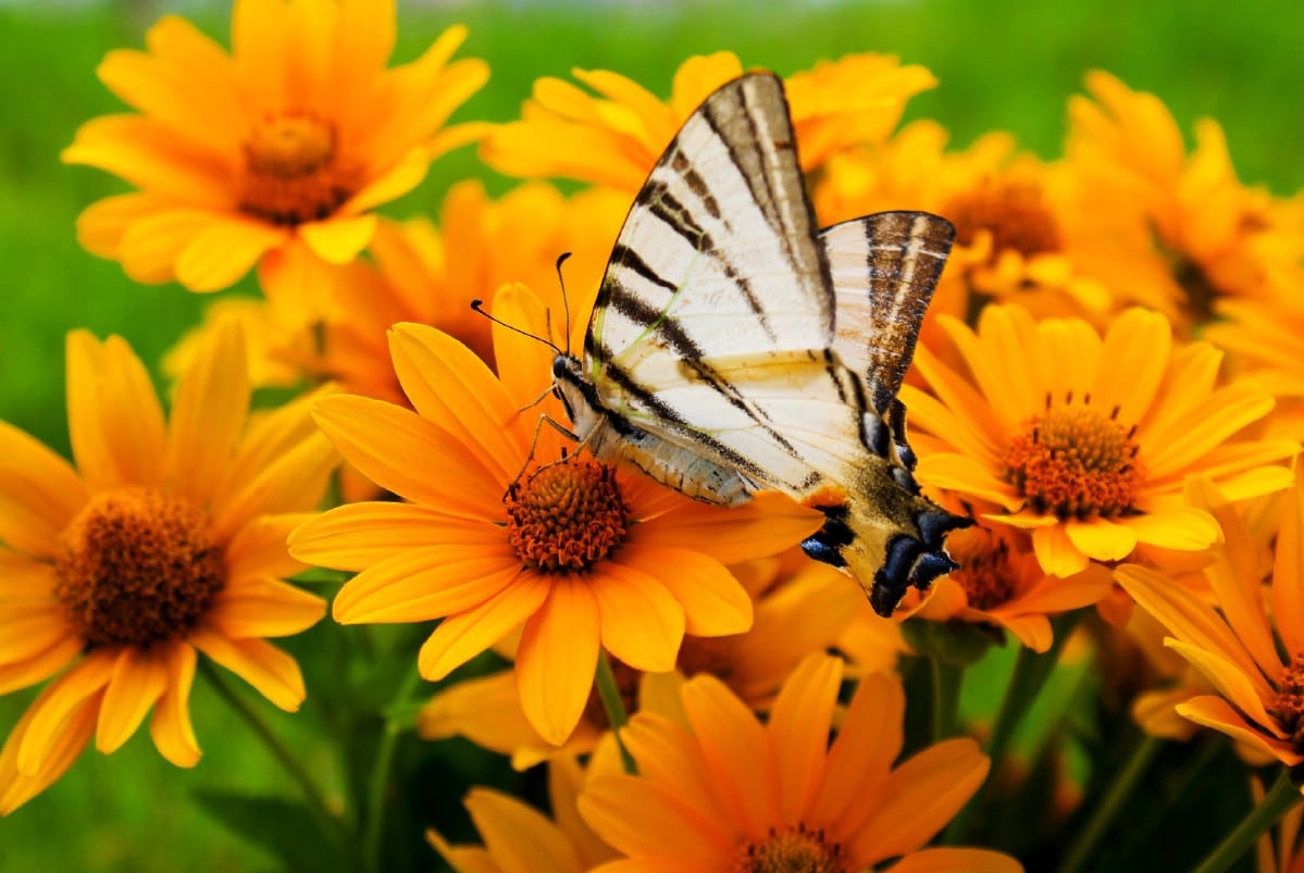 butterfly on black eyed susan flower