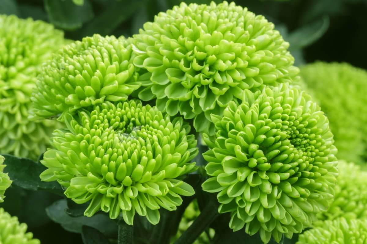 green chrysanthemum blooms