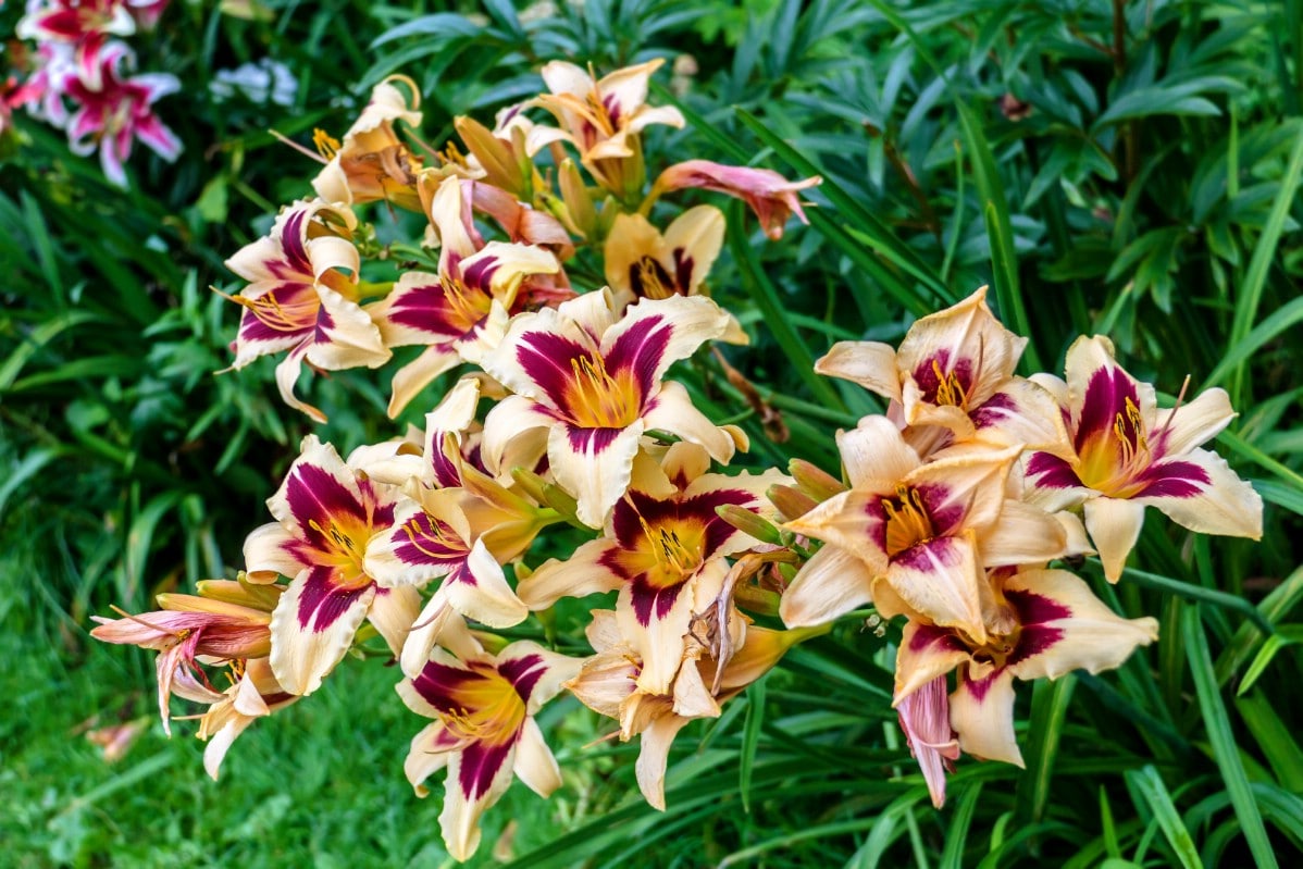 white day lilies with purple and yellow center