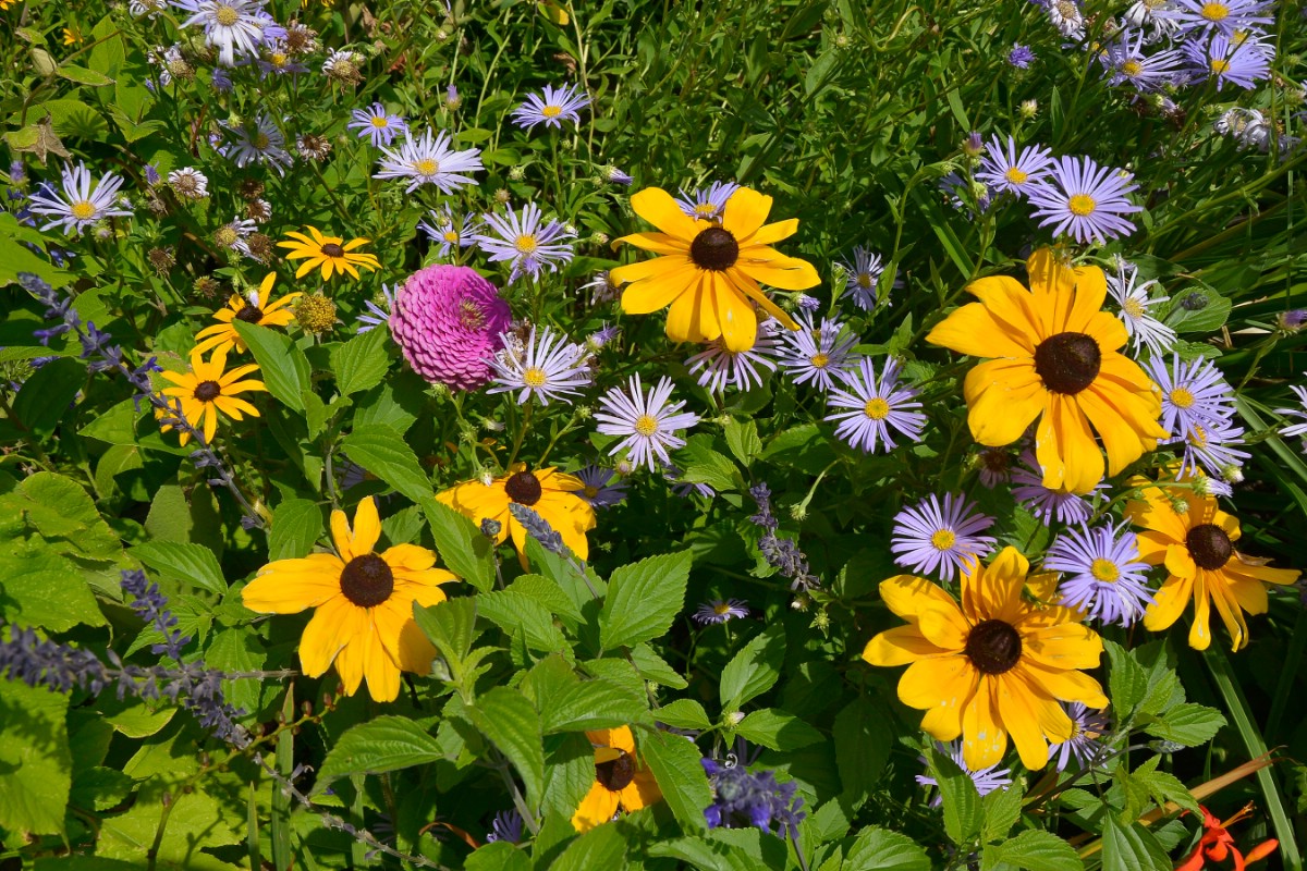 asters and black eyed susan flowers intermingled in planting