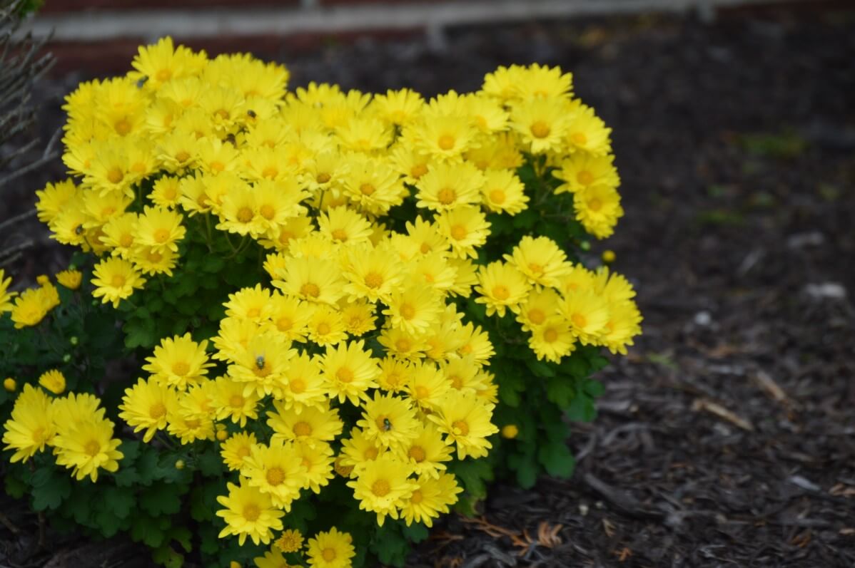 yellow chrysanthemum plant with mulch layer