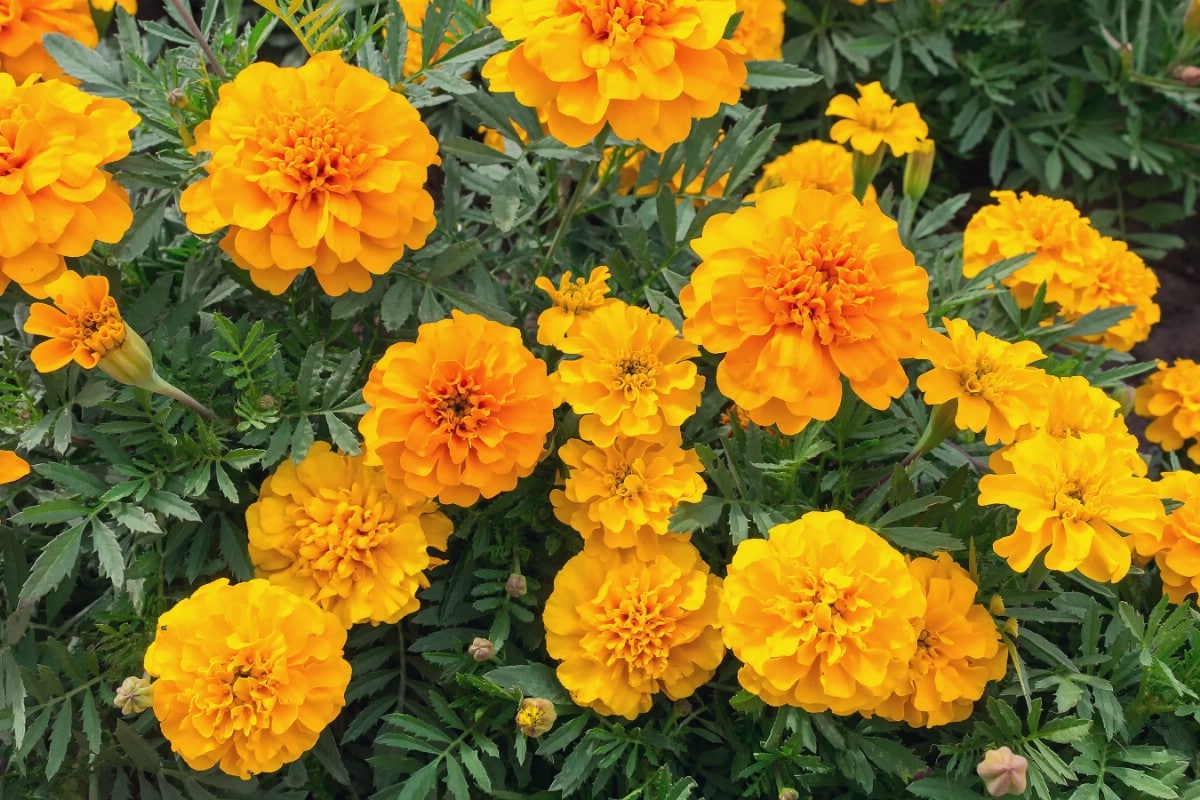 bushy marigold plant with yellow blooms