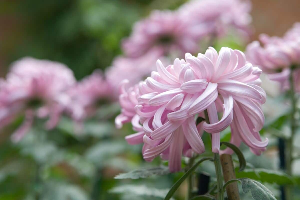 light purple chrysanthemum