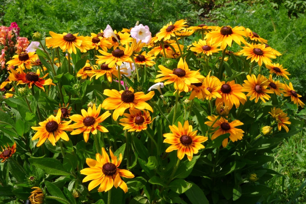 bush of black eyed susan flowers