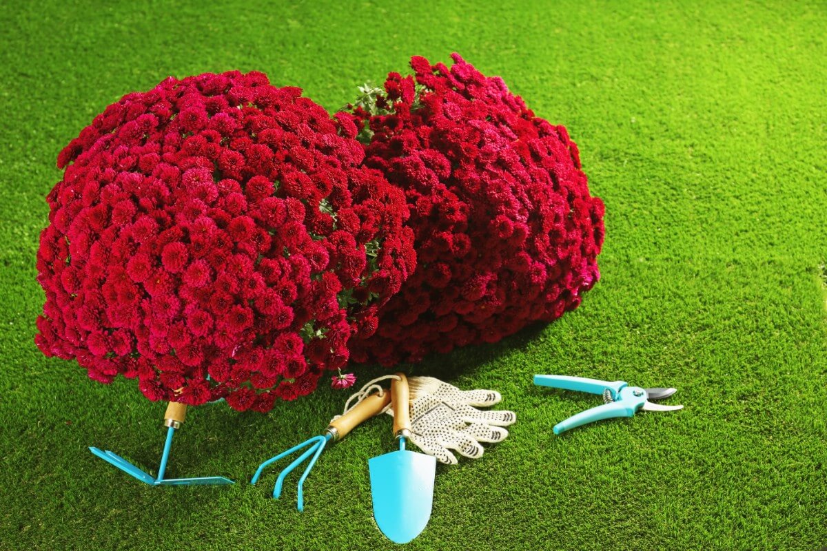 large red mums with gardening tools and trowel