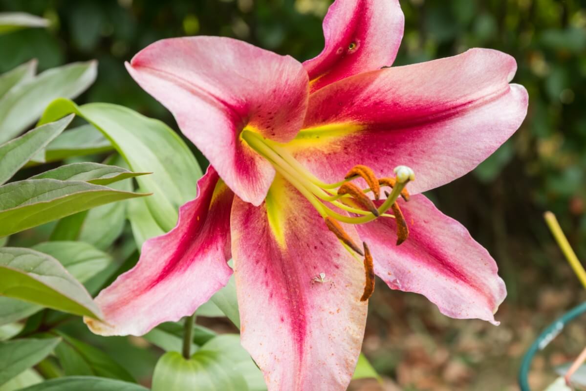 large pink orienpet lily flower