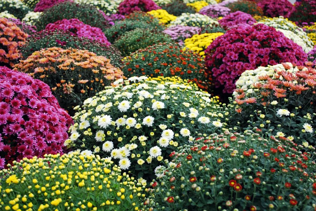 multiple varieties of chrysanthemums