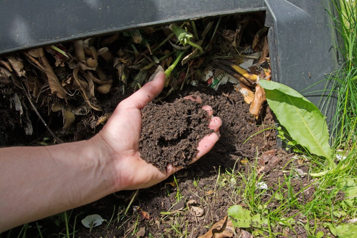 handful of compost ready to use