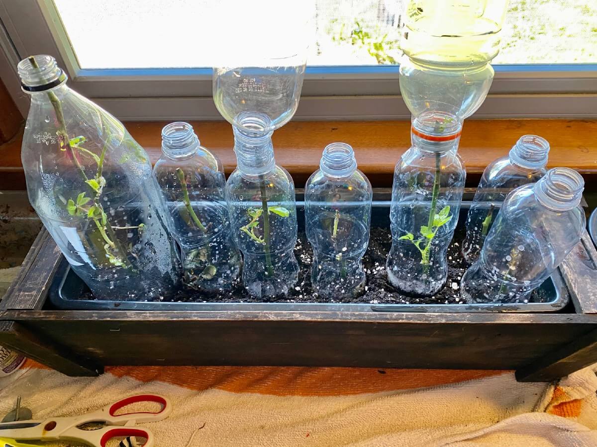 Indoor plastic bottle greenhouses for rose cuttings.