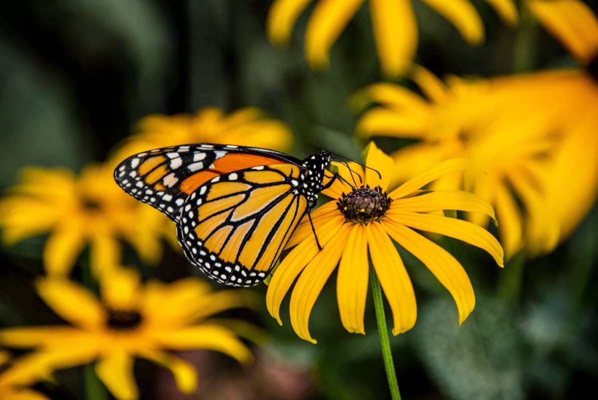 monarch butterfly on black eyed susan flower