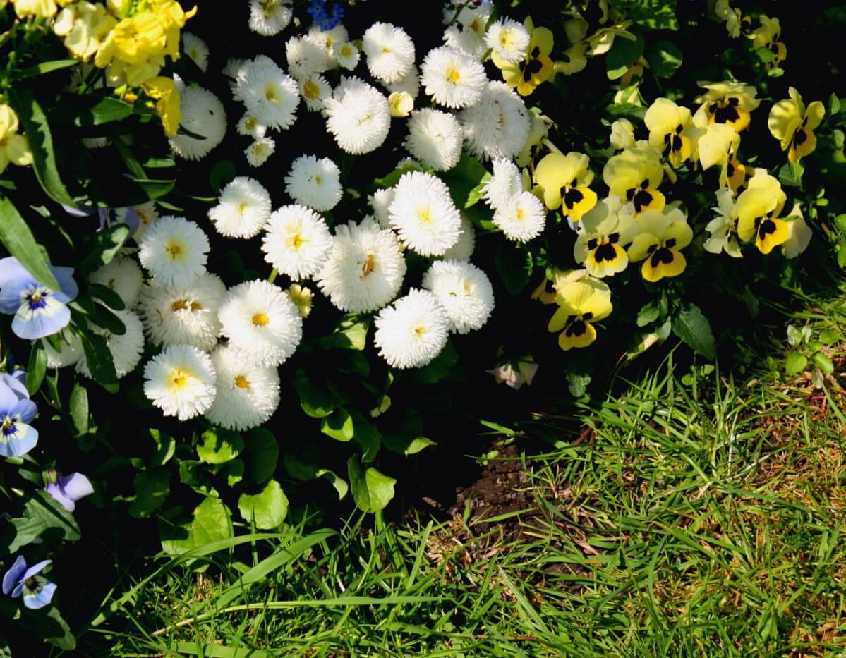 pansies planted with white chrysanthemums