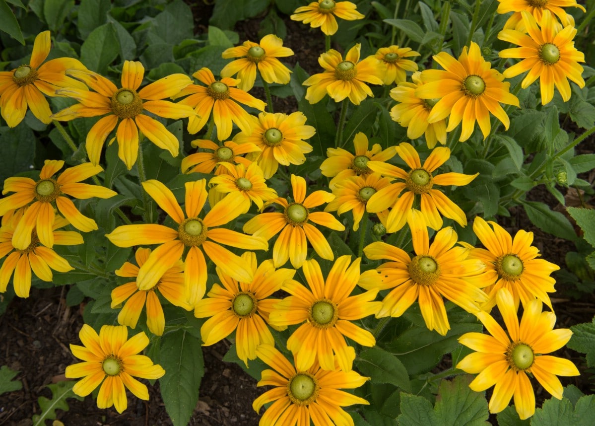 light centered black eyed susan flowers 